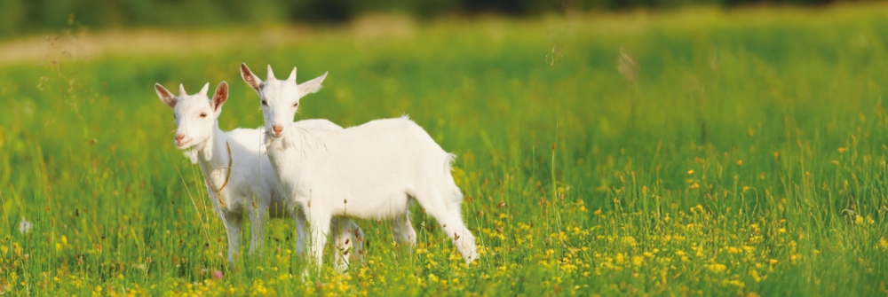 定番・人気商品