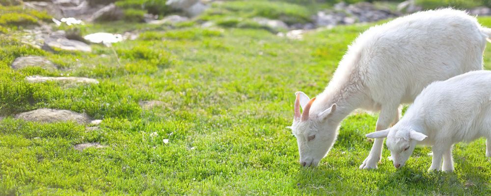 ゴートミルク（ヤギミルク）