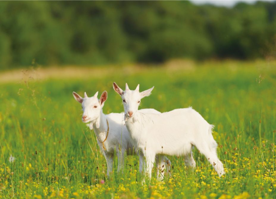 自然の恵みで、肌本来のうるおいを。