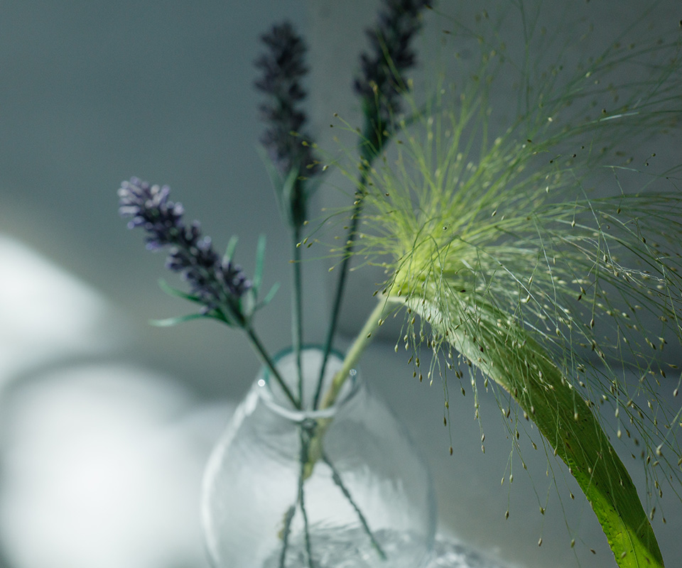 植物のイメージ画像